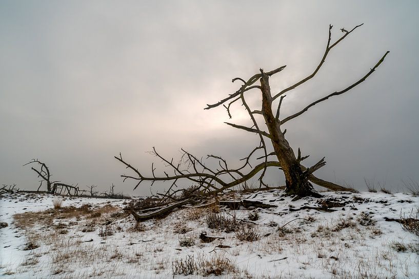 Toter Baum von Gonnie van de Schans