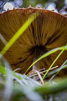 Champignons dans les dunes