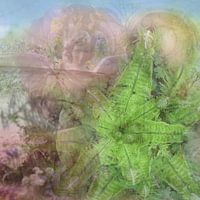 Nieuw Leven van een Engel 