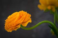 Ranunculus