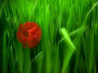 Une Tulipe rouge dans la verdure