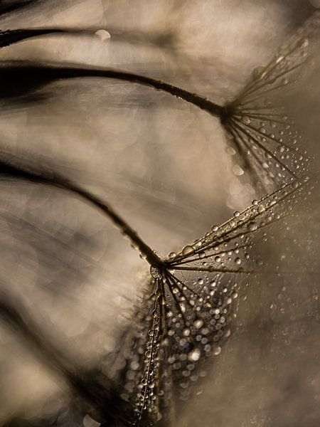 Warme Farben: Tropfen auf einem Morgenstern (Tragopogon) von Marjolijn van den Berg