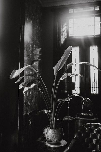 Botanischer Druck einer Pflanze | Fotografie Kunstdruck von Linn Fotografie