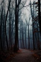 A misty forest in the dark