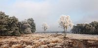 Winters landschap