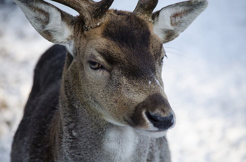 Hirsche im Wald von Oisterwijk von Ronne Vinkx