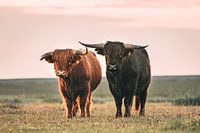 Scottish Highlanders in the evening light