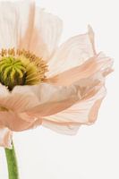 Poppy salmon pink close up