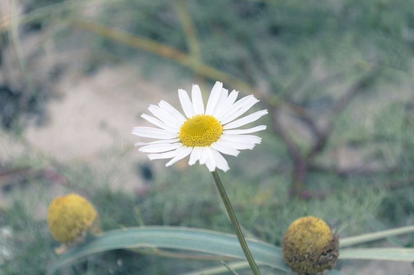 Fleur De Camomille par Melvin Fotografie