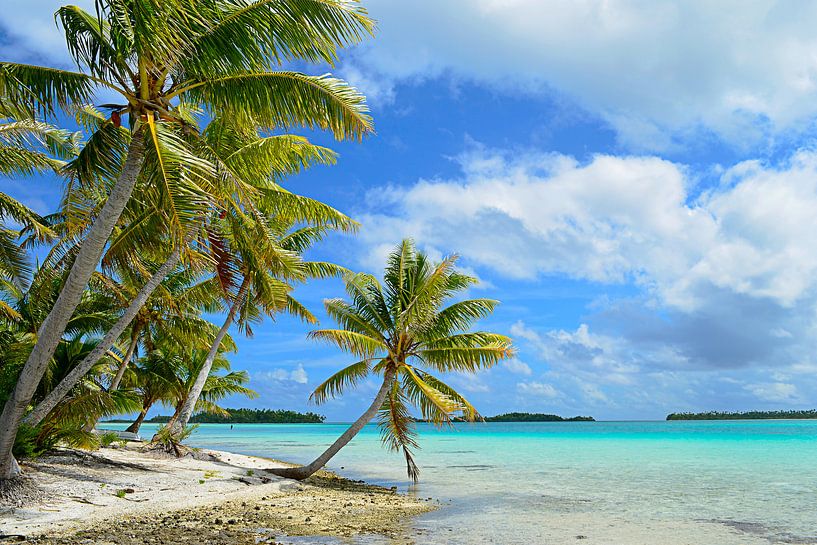 Tropical palm beach in the Pacific by iPics Photography