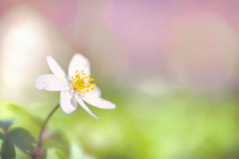 Wood anemone by Carola Schellekens