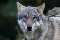 Loup européen - Portrait majestueux dans la nature
