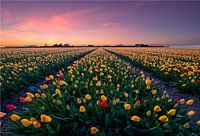 Tulpen auf dem Land. Rot, Gelb und gemischte Farben