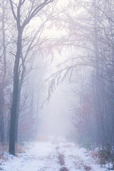 Ein neblig-kalter und magischer Wintermorgen im Naturpark de Maashorst von Rob Christiaans