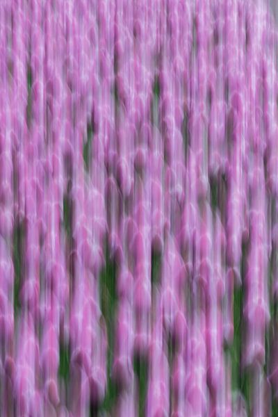 Mouvement des tulipes violettes par Patrick Verhoef