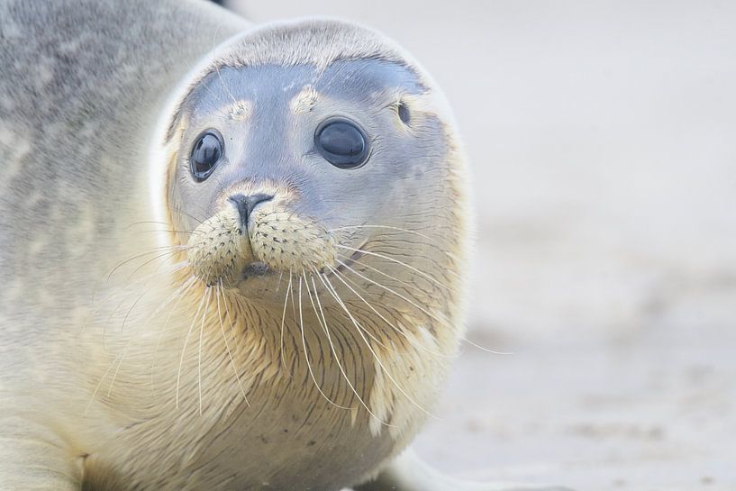 Junge Robbe am Strand von Texel von Andrea de Vries