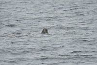 Walrus 80th north latitude