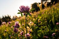 Blume bei Sonnenuntergang