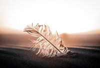 Frühling am Strand Niederlande
