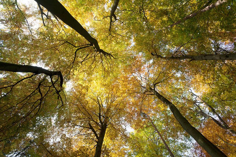 Treetops from below by Angelika Stern
