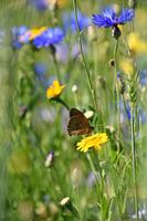 papillon dans l'herbe