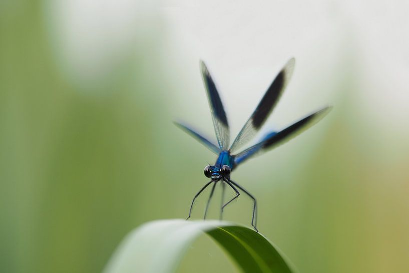 Weidebeekjuffer. par Astrid Brouwers
