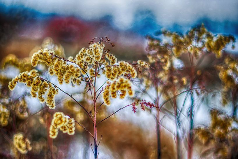 Surrealistic Nature by Liberty Biesma