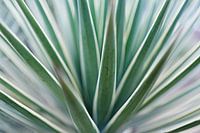 Grafische agave