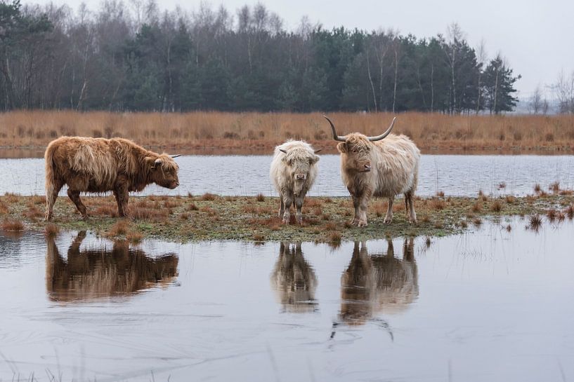 Scottish Highlanders with reflection by Ans Bastiaanssen