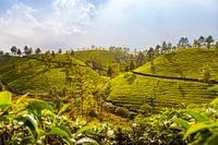 Teeplantagen in Munnar, Indien