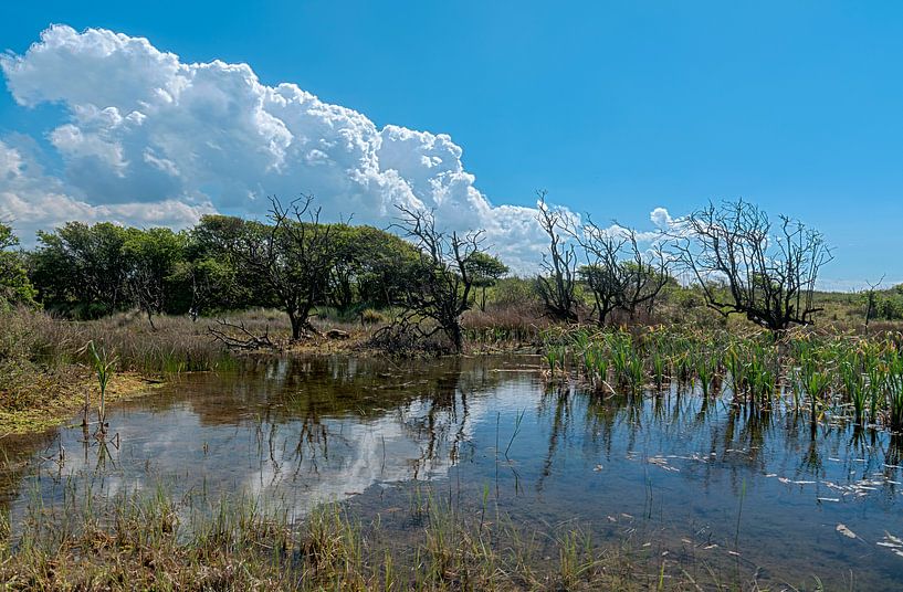 Hollands Duin by Maarten Verhees