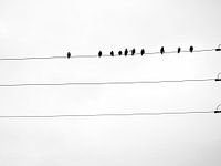 Spatzen in Schwarz-Weiss