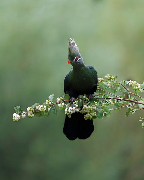 Livingstone toerako by olga schraven