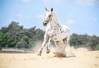 Appaloosa-Pferd in Freiheit