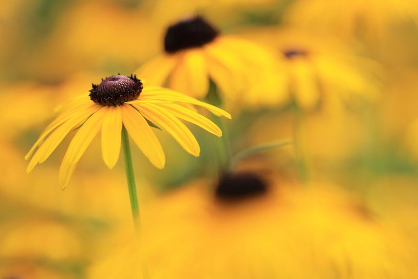 Yellow sun hat (rudbeckia fulgida) by Jacqueline Gerhardt
