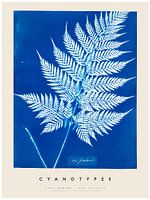 Anna Atkins - Cyanotypes - New Zealand