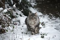 Norwegische Waldkatze im Schnee