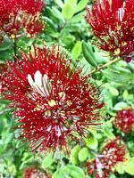Neuseeland Pohutukawa