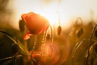 Mohn in der Abendsonne