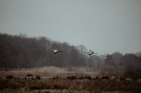 Zwei fliegende Kraniche im Moorgebiet Fochteloërveen