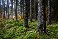Autumn light in the enchanted forest
