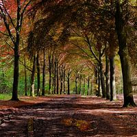 Light and shadow in a colourful forest