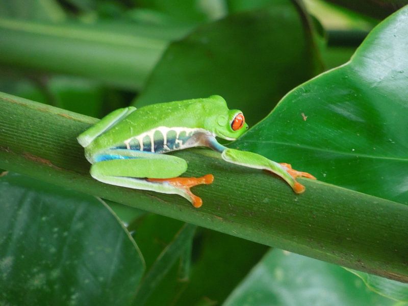 Roodoogmakikikker in Costa Rica  par Lin McQueen