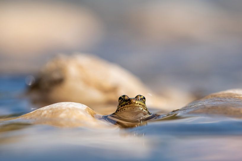 Kleiner Frosch von Mariëro Fotografie