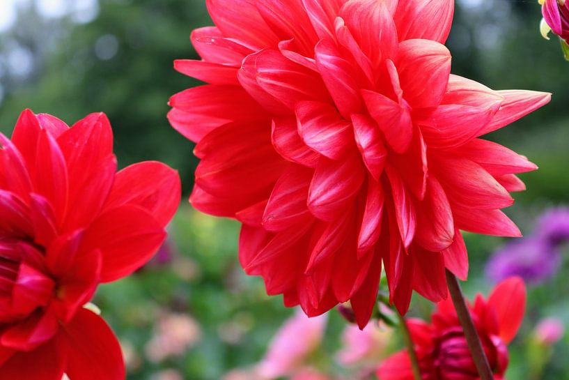 Leuchtend rote Dahlie von Arie van Vugt