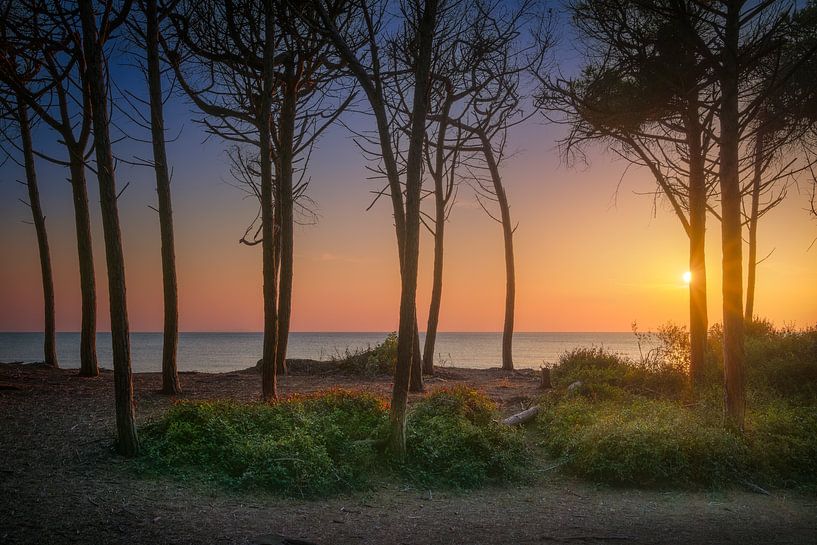 Pine trees, beach and sea at sunset in Marina di Cecina by Stefano Orazzini