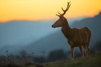 Cerf rouge au coucher du soleil