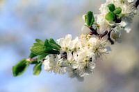 Zweig mit Blüte eines japanischen Kirschbaums 