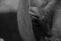 Un cheval en noir et blanc