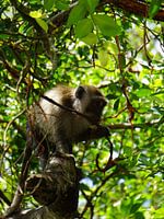 Ein Moment der Ruhe im thailändischen Dschungel: Löwenmakaken genießen etwas zu essen inmitten warmer Farben und üppigem Grün